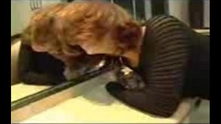 Pagjajakol, kantutan sa puwet