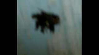 Latinoamerička skladište apy u Ekvadoru . centro historico putas ecuatorianas