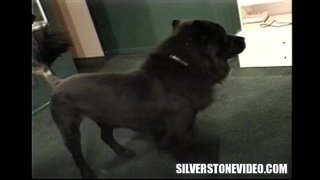 ���ጣም Vee Strapon በቀዳሚ ግምገማዎች ላይ Dane